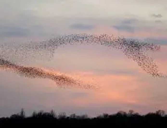 Rspb Feeding Birds: 3 reasons the charity wants feeders paused this summer