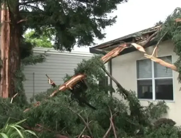 Santa Rosa Lightning Blast: 3 Buildings Hit After Redwood Tree Explodes