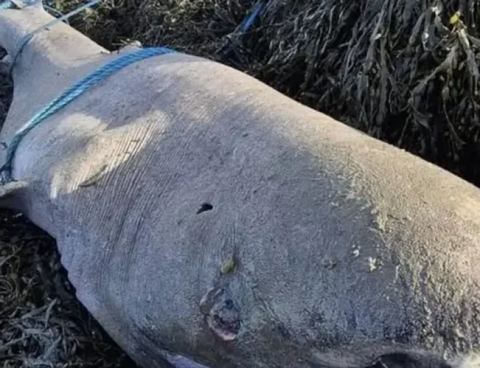 Greenland Shark Washes Up in Sligo: 5 Facts Behind the Rare Strandings