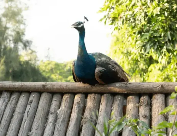 Cbbc Newsround: 5 things revealed by the Suffolk peacock chaos on a 92-year-old farm