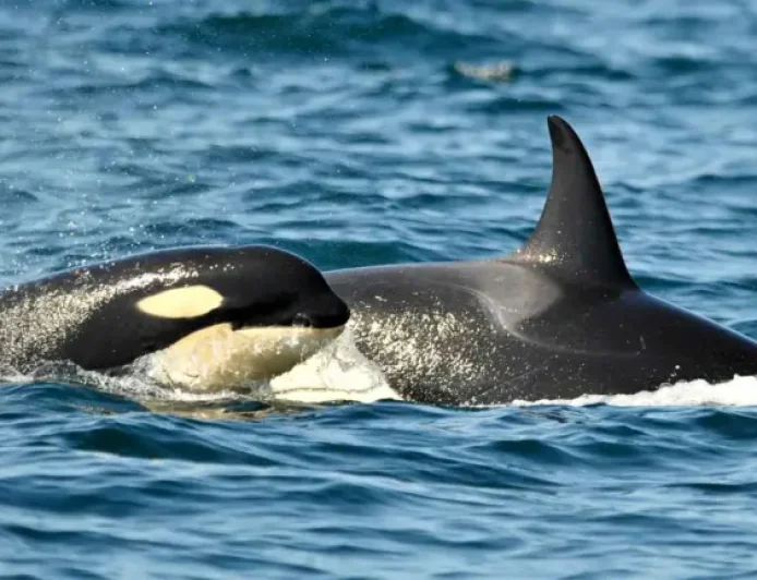 Beach warning after illegal tree poisoning on a tourist coast as fines climb