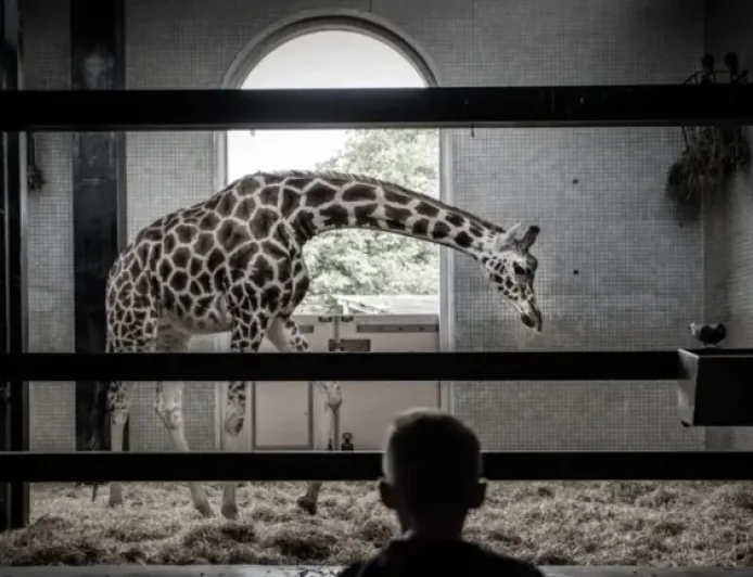 London Zoo at 200: 3 ways a new £20m hospital is reigniting the debate