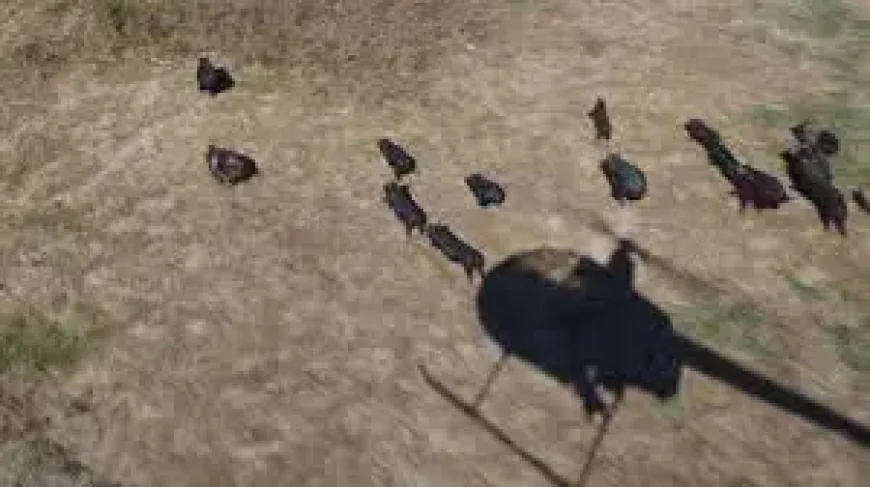 Fuel Rationing: ‘Kick in the guts’ — How a temporary excise cut and a gas tax inquiry are reshaping fears