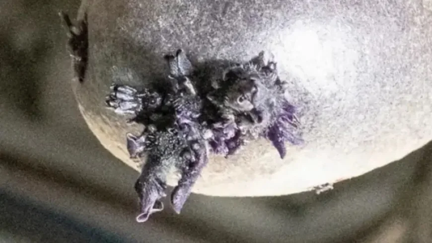 Iss Photo of Purple ‘Tentacled’ Potato Offers 5 Revelations About Space Farming