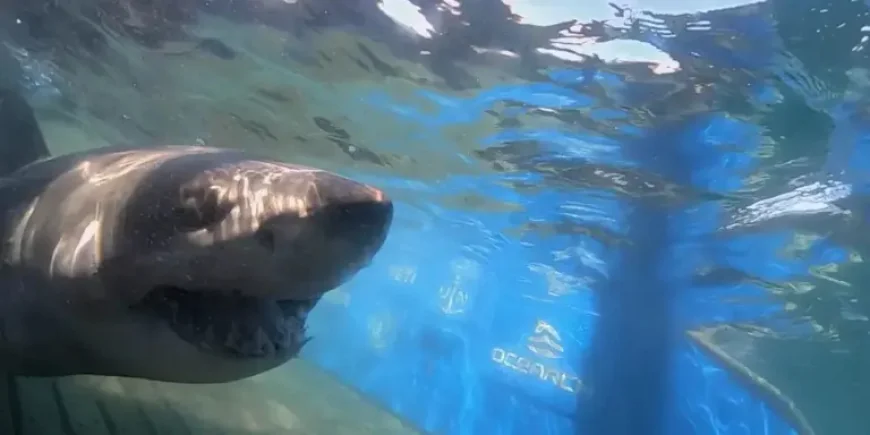 Massive 1,400-pound great white ‘Breton’ pings near uncharted waters off Turks And Caicos