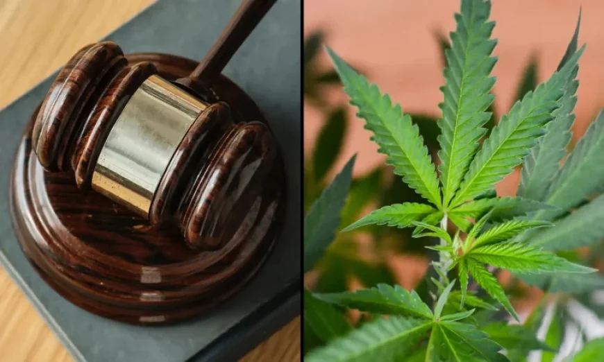 Judge Dismisses Anti-Marijuana Effort, Sets CBD-THC Medicare Hearing for 4/20