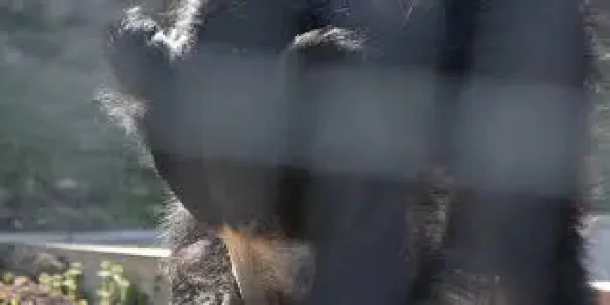 San Diego Zoo transfer brings Kartick the sloth bear to Kansas, and a careful new start at Sunset Zoo