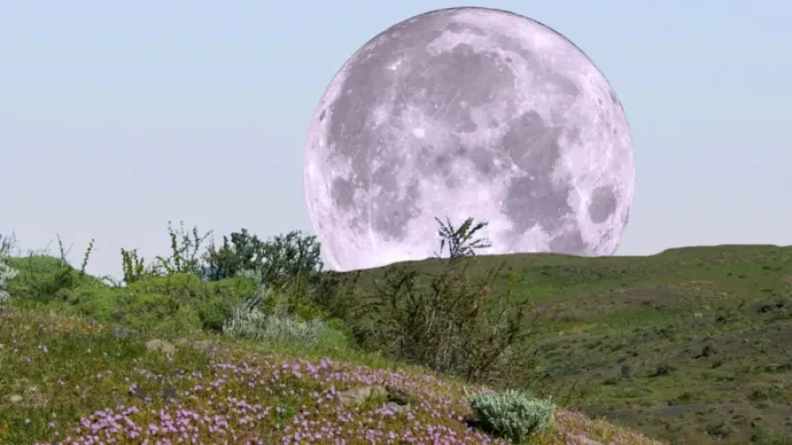 Is It A Full Moon Tonight? 3 Revelations About April’s Pink Moon Peak
