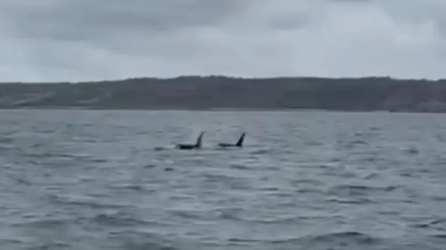 Steve Backshall: AI slop is harming vital wildlife work — and a rare orca sighting sharpens the warning