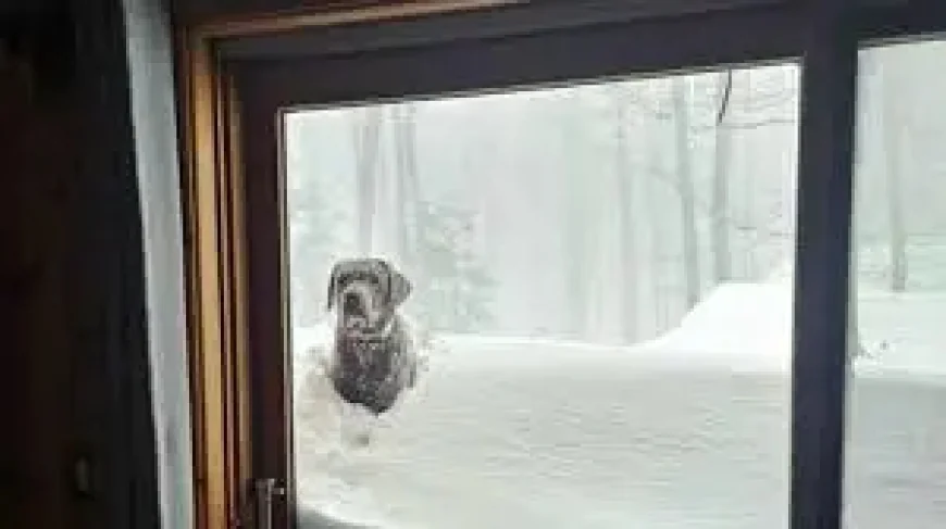 Urgent: Tempête De Neige Set to Slam Eastern Quebec This Good Friday