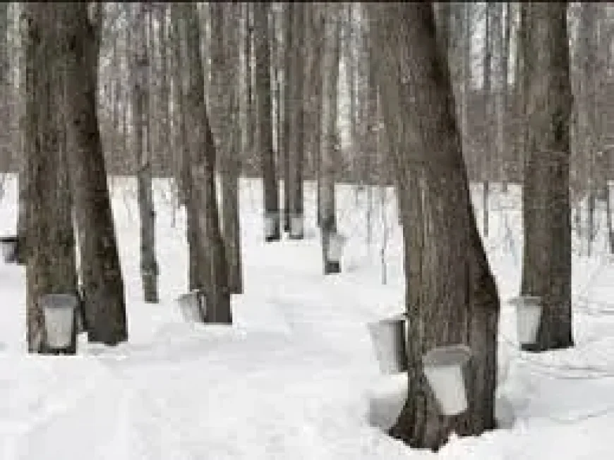 Bogus Maple Syrup Quebec: Cans Labeled “Pure” Found to Contain Cane Sugar