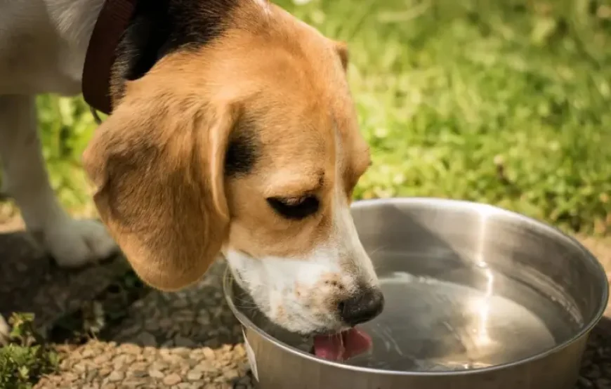 Chien alert: CBD oils for cats and dogs recalled across France as illegal