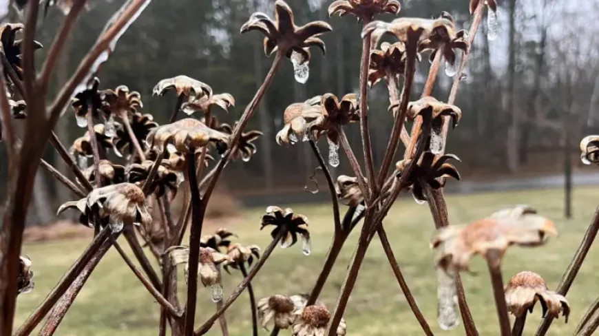 Ice Storm Warning: ice storm warning shutters schools, sparks outages across Minnesota and Northeast Wisconsin