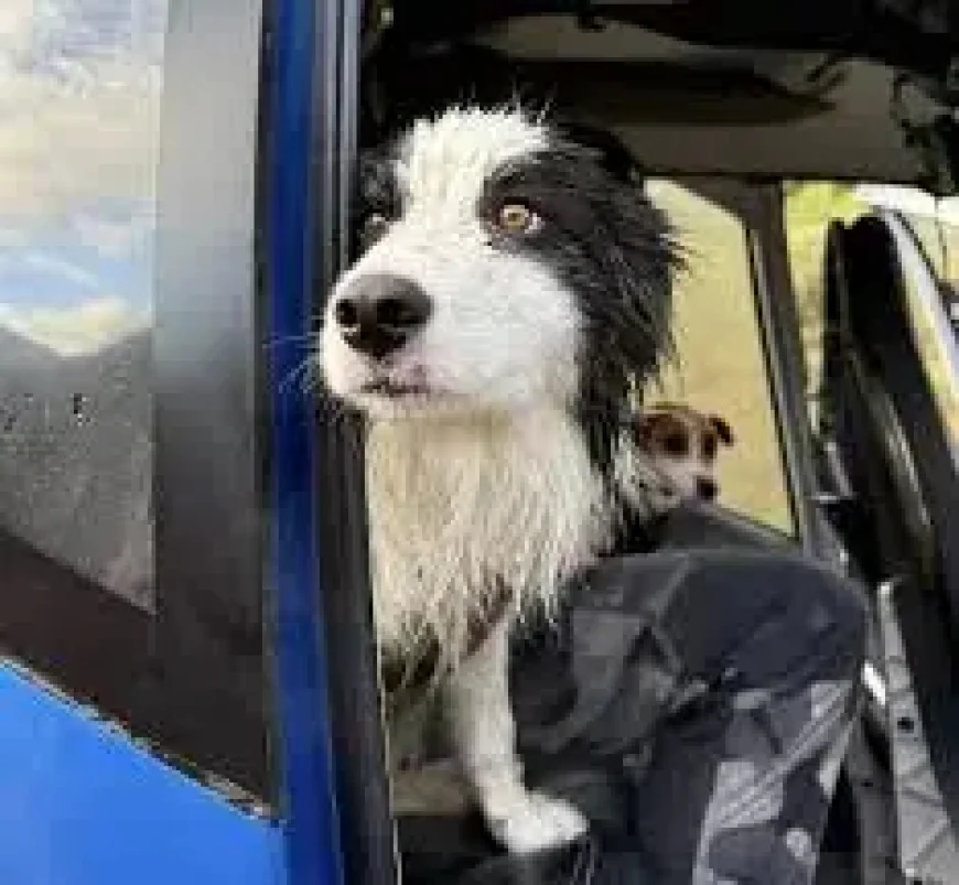 Border Collie Rescue Reveals a Funding Gap: How a Week-Long Search Was Paid for in Hours