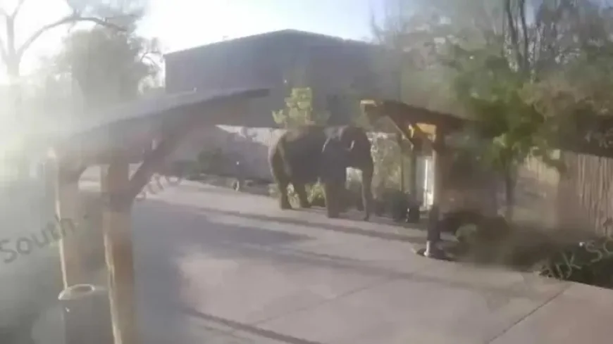 Zoo: Zookeepers Surprised After Elephant Slips Through Perimeter Fencing for Morning Stroll