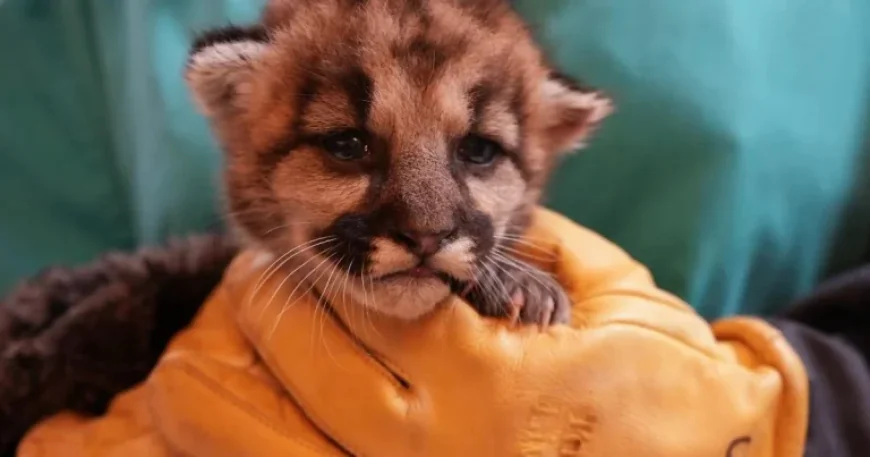 Rescued: Abandoned Baby Mountain Lion Found in Southern California