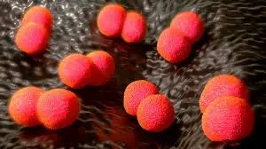 Meningococcal Disease Has Been Increasing in Manitoba, Public Health Warns