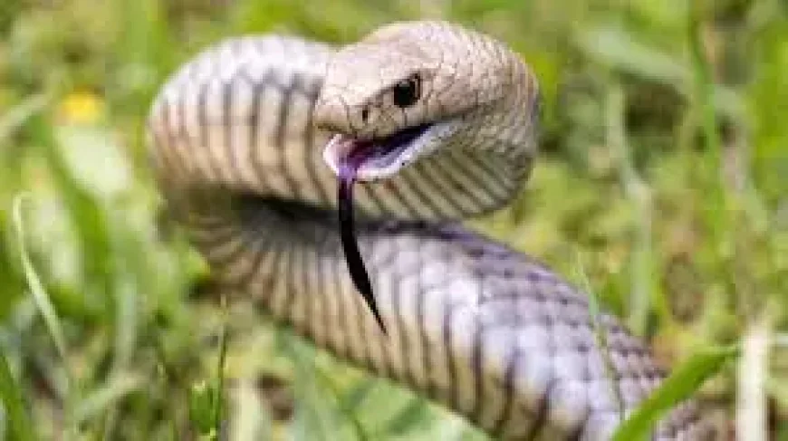 Australia East Coast Snake Warning Reveals Venomous Species Moving Into Suburbs