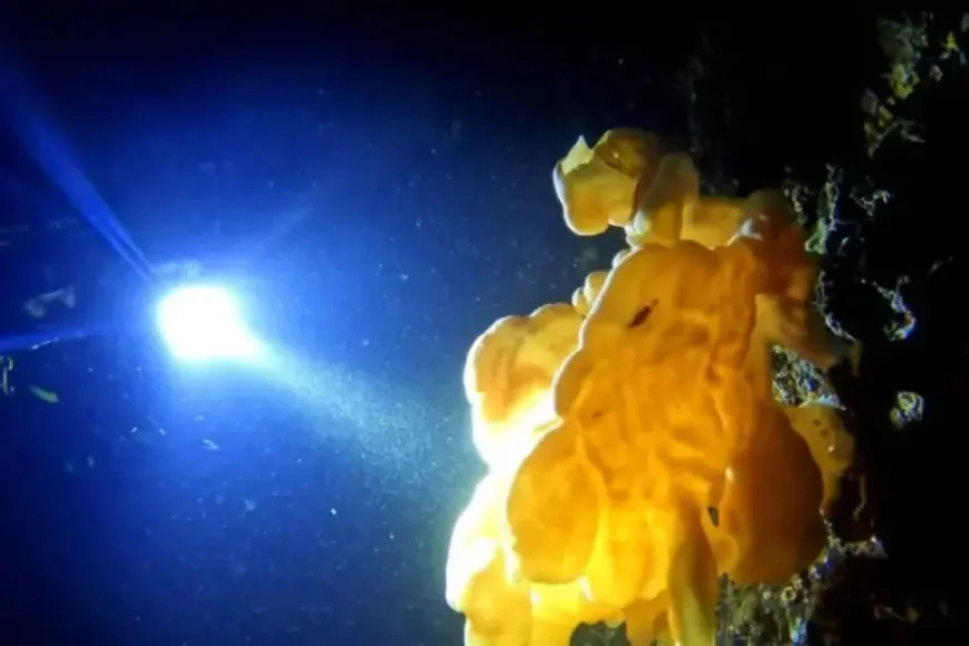 Cloud Sponge Discovery Exposes a Hidden Fragility Beneath B.C. Waters