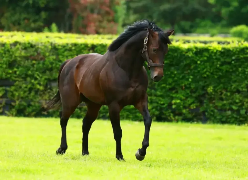 Puerto Rico Half-Sister Nevermindtherain Debuts At Cork: 1 Key Racing Angle