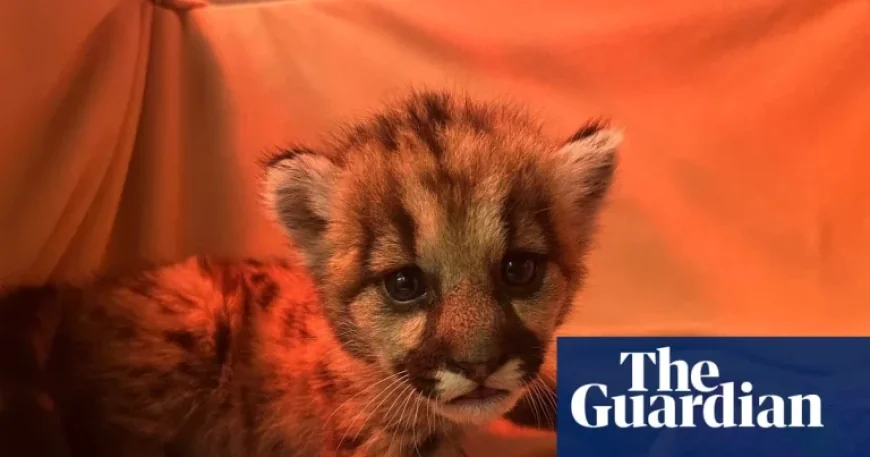 California Biologists Rescue Three-Week-Old Mountain Lion Cub