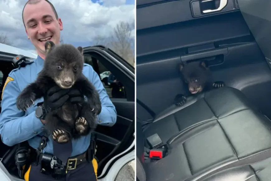 New Jersey Troopers Rescue Bear Cub From Highway Ditch in a Memorable Call