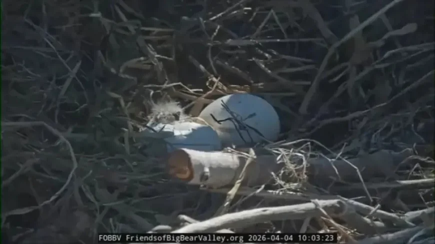 Pip at Big Bear: Jackie and Shadow’s first eaglet brings a quiet turn in the nest