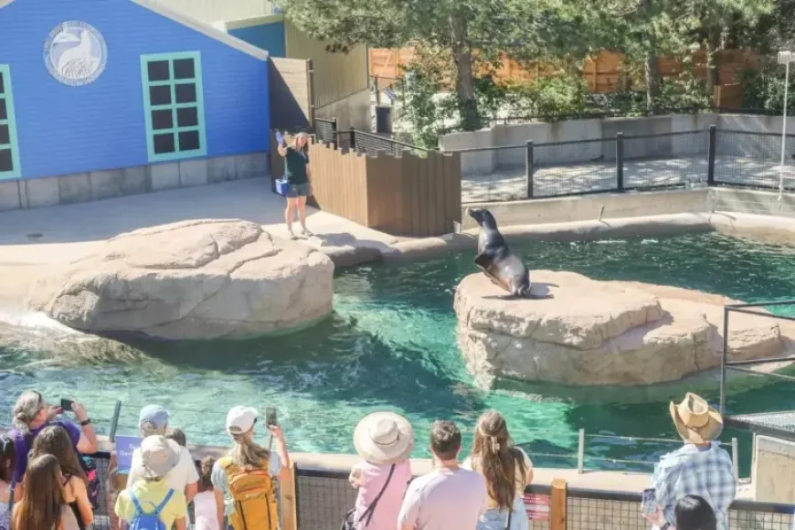 Denver Zoo Lawsuit Exposes Hidden Costs Behind a $19 Million Sea Lion Exhibit