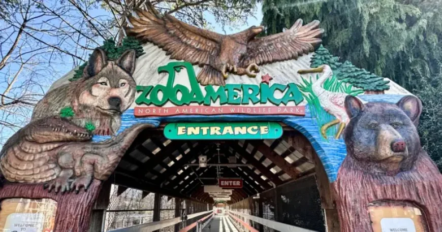 Zooamerica Toddler Injured After Crawling Under Fence Near Wolf Enclosure