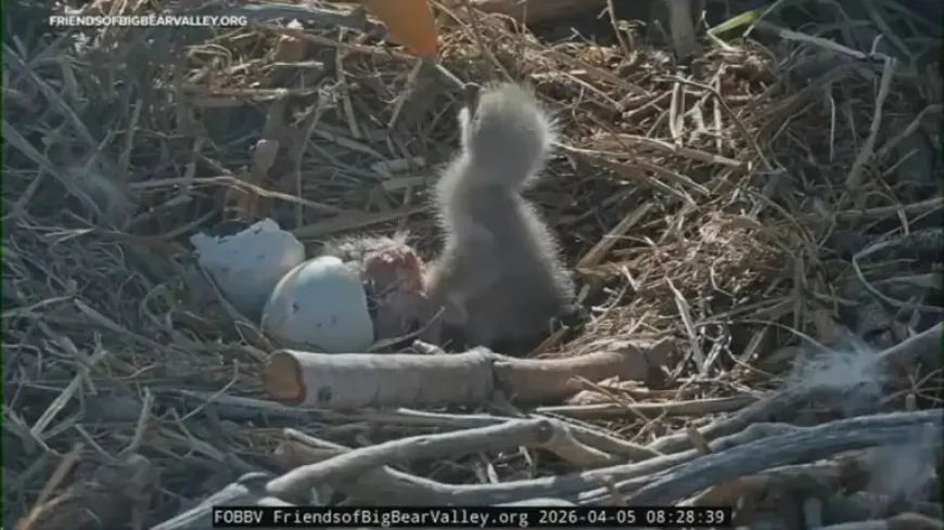 Bald Eagles Big Bear as the Nest’s Newest Eaglets Arrive