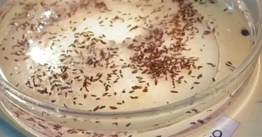 Flea-borne Typhus Cases La: What a Record Surge Means for Families Across Los Angeles County