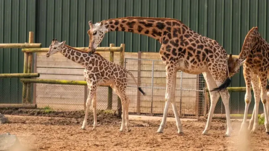 West Midlands Safari Park: 2 baby giraffes take first steps outside, one gets the ‘zoomies’