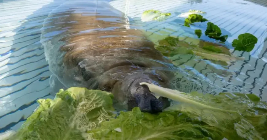 Seaworld Orlando recovery ends with 1 surprising manatee release after storm drain rescue