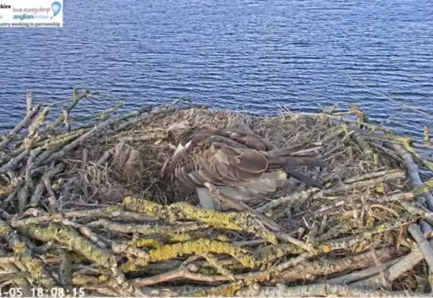 Rutland Water osprey lays Easter Sunday egg