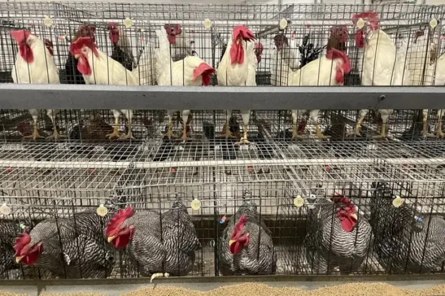 Saskatchewan egg facility plan reveals 3 housing systems in $15.6M shift