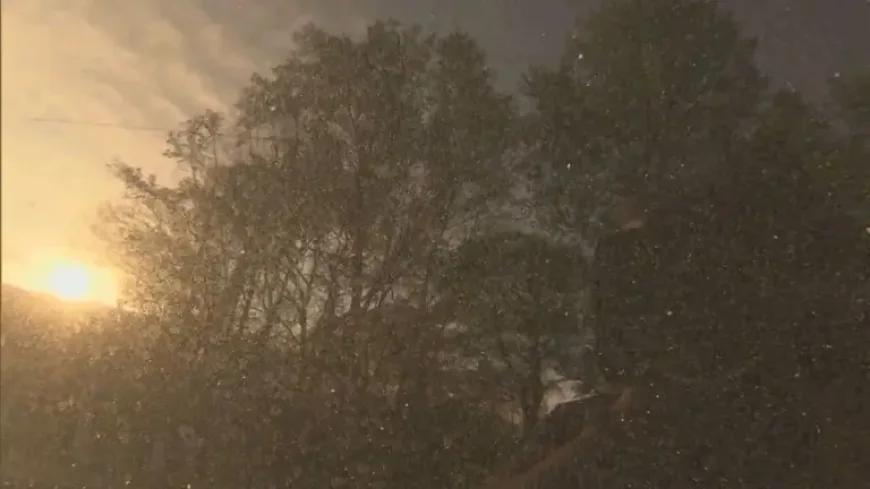 Pollen Count in Arkansas Hits Red Zone: 7 Spring Allergy Facts That Explain the Surge