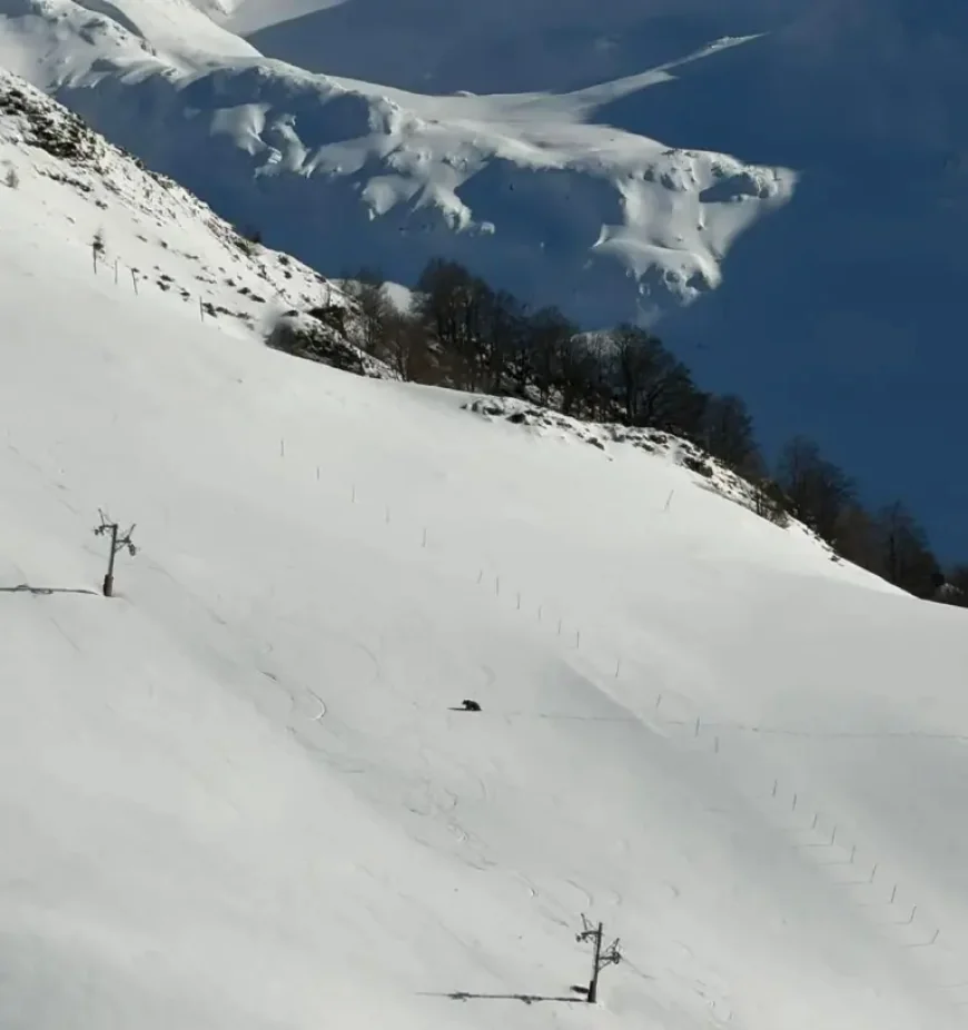 Ours on a Closed Ski Slope in the Pyrenees: 1 Unexpected Spring Encounter