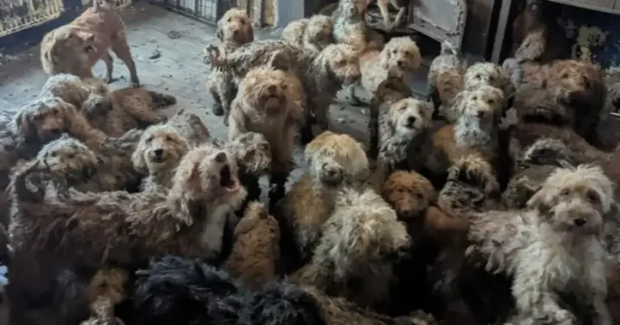 250 Dogs Found Uk House: Cockapoos Left With Major Sight Loss
