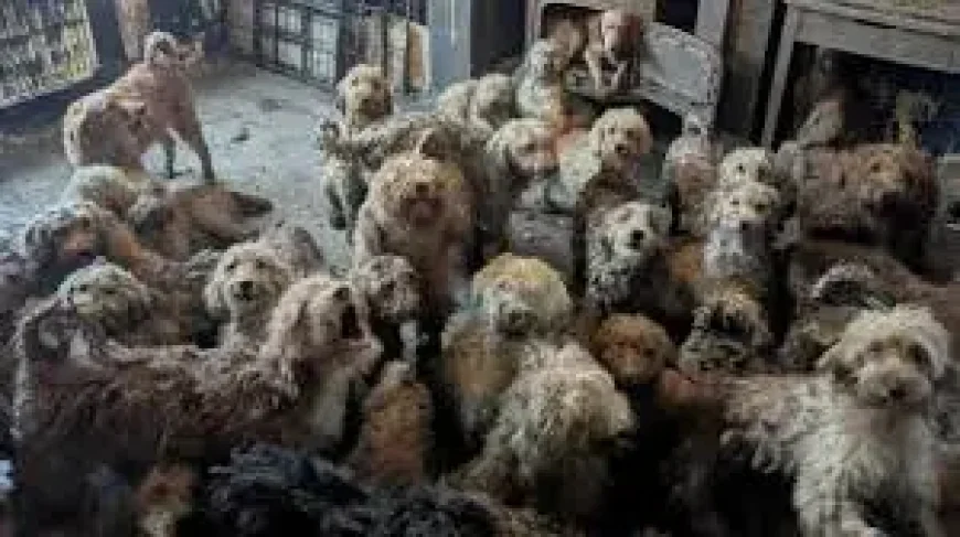 250 Dogs Found Uk House: Inside the RSPCA Rescue That Left Even Inspectors Stunned