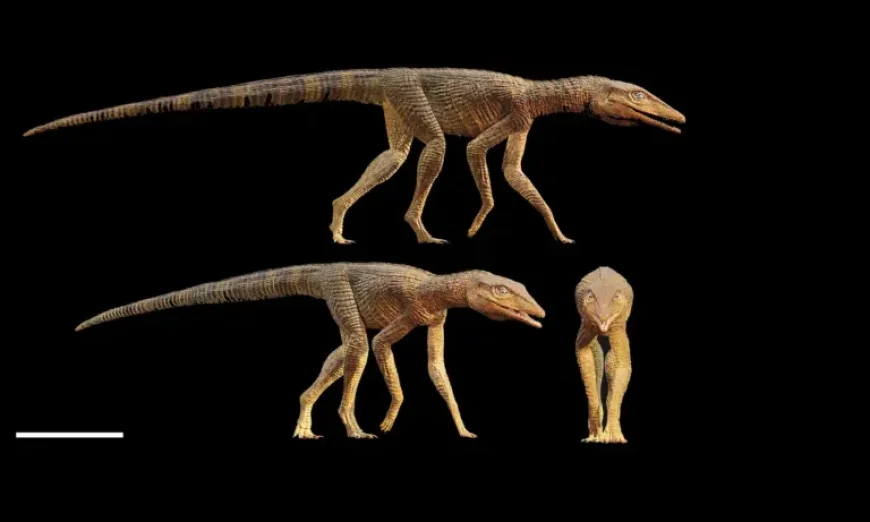 Crocodiles and a 215-Million-Year-Old Greyhound-Like Predator Rewrite Early Evolution