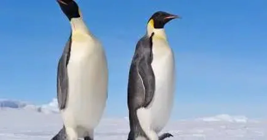 Emperor Penguin on the Edge: How a Vanishing Ice Sheet Is Reshaping a Species