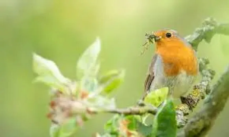 Rspb warns of a summer bird-feeding shift that could help curb disease spread