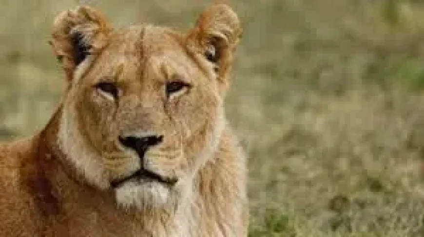 Longleat marks 60 years of a ‘world first’ that changed safari park history