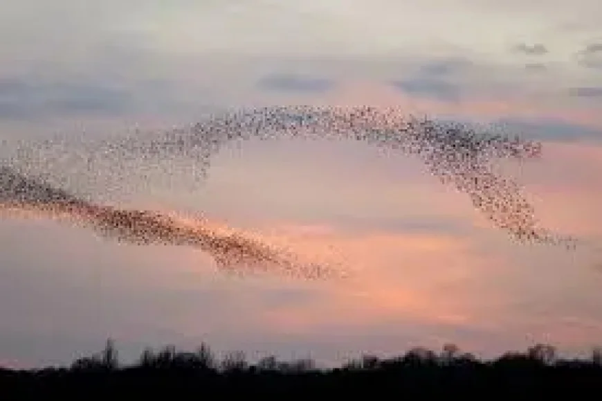 Rspb Feeding Birds: 3 reasons the charity wants feeders paused this summer