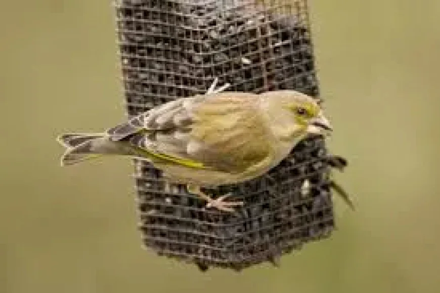 Rspb Bird Feeders: 5 reasons the charity is asking gardeners to change summer habits