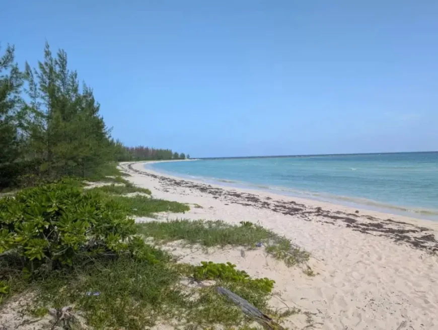 Msc Cruises and a Freeport revival: the beach club plan drawing hope and caution