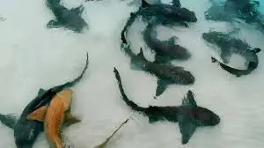 Thrash Netflix and the human cost of a movie that never quite lands