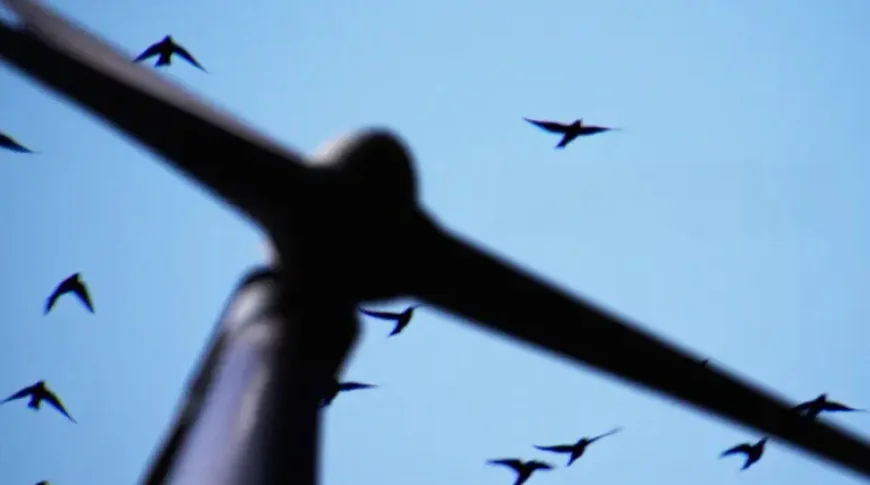 Wind Turbine Data Gives Birds a New Place in the Energy Debate