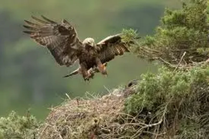 England Golden Eagle Reintroduction Gains £1m Backing as Return Plan Advances