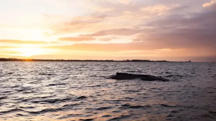 Humpback Whale Stranded Baltic: 5 grim signs the rescue turned into a public crisis